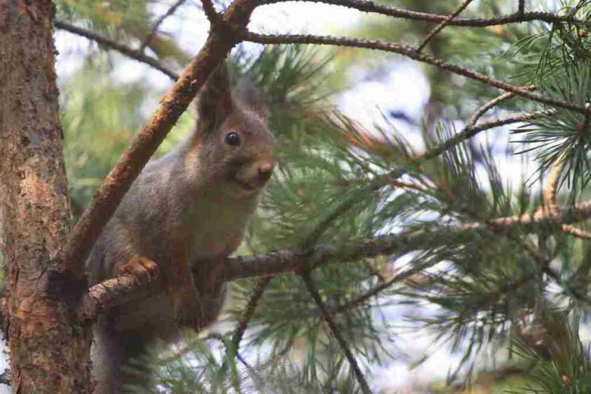 Керженский заповедник