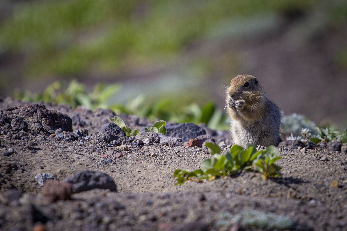 Камчатка. Главное путешествие в жизни 2026
