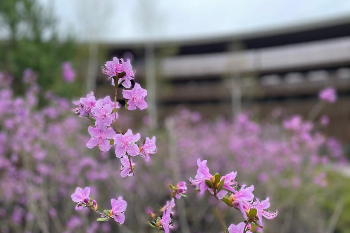 Почувствуй Алтай: 4 стихии