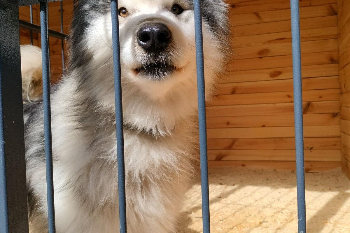 Эксклюзивное предложение! Веселые приключения в “Маламут Ленд”