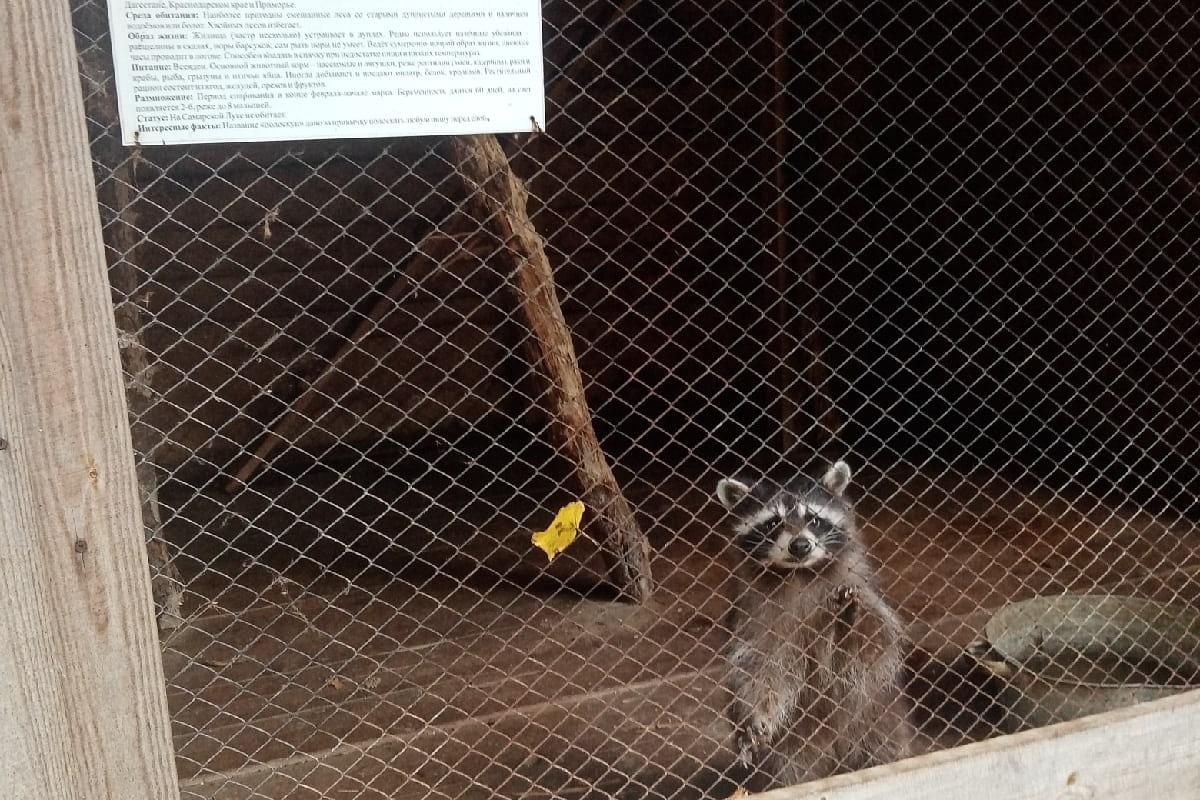 Жигулевск - город в горах! С посещением "Дом - музей лисы!"