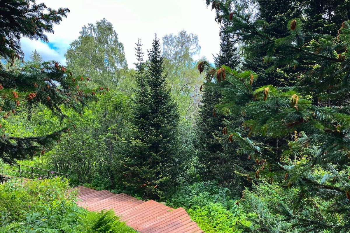 Почувствуй Алтай: 4 стихии