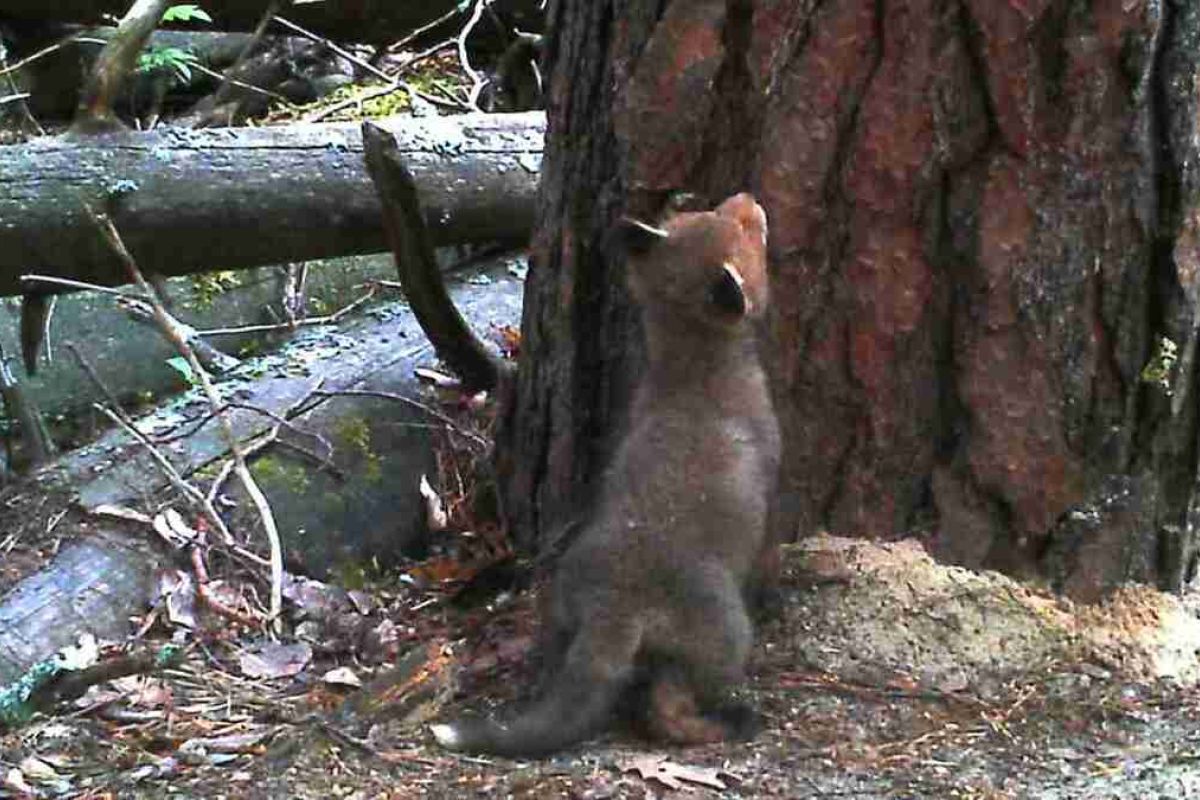 Керженский заповедник
